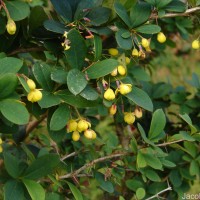 Berberis ceylanica C.K.Schneid.
